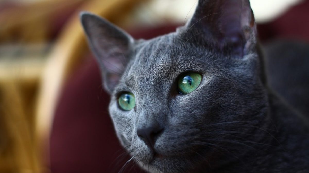 Read more about the article Descubre las Fascinantes Razas de Gatos Europeos – KittyKrazed