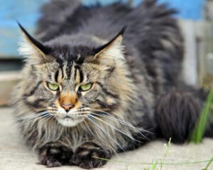 Read more about the article Descubre Gatos Exóticos Únicos | KittyKrazed Gatos
